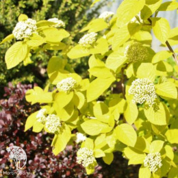 Калина гордовина Ауреа на штамбе