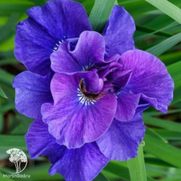 Ирис сибирский Кабум