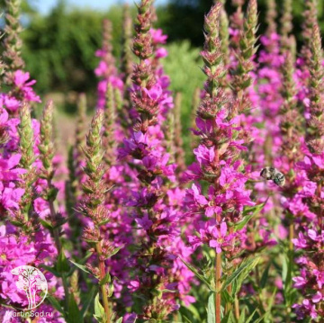 Фото Дербенник иволистный Зигунерблат