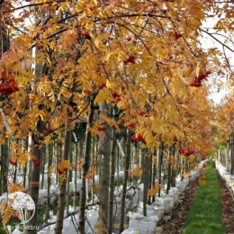 Рябина обыкновенная Россика Майор