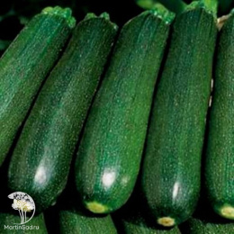 Кабачок Кандела F1  (Саката)