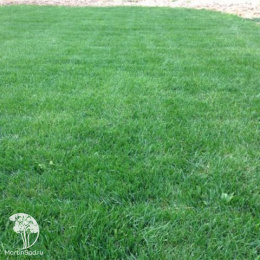 Овсяница красная Максима 1