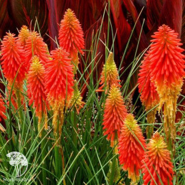 Книфофия ягодная Фламенко