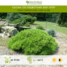 Сосна густоцветная Лоу Глоу