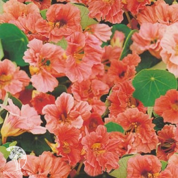 Настурция Везувий 