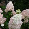 Гортензия метельчатая Фантом фото 3 