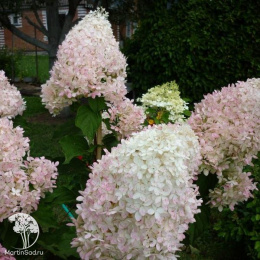 Гортензия метельчатая Фантом
