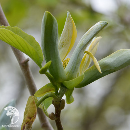 Магнолия заостренная Сейджу