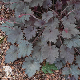 Сверхвыгодный микс! Гейхера Рейчел + Гейхера Бинош + Гейхера Палас Пурпл