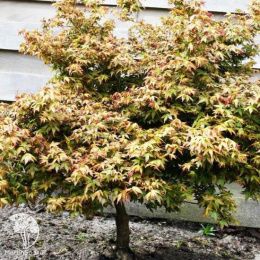 Клён веерный Литтл Принцес