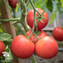 Томат Верочка F1 ( 2-ной пак.)