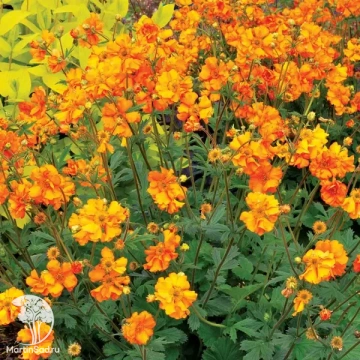 Фото Гравилат чилийский Файербол