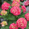 Гортензия крупнолистная Распберри Лемонад фото 3 