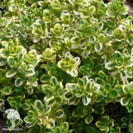 Набор для мяса тимьян Лимон Вариегата + тимьян Фредо Стронг + шалфей Карадонна Компакт