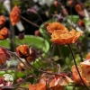 Geum Tempo Orange Гравилат Темро Оранж фото 1 