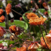 Geum Tempo Orange Гравилат Темро Оранж фото 1 