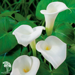 Калла Албомакулата