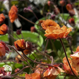 Geum Tempo Orange Гравилат Темро Оранж