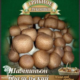 Мицелий Шампиньон Бразильский на зерновом субстрате