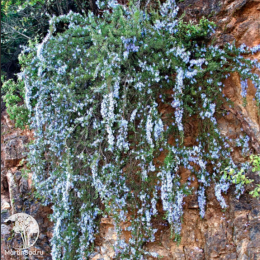 Розмарин лекарственный Корсикан Блю