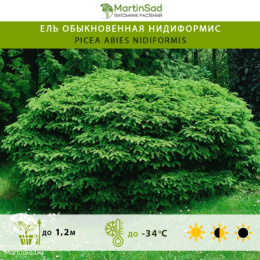 Ель обыкновенная Нидиформис