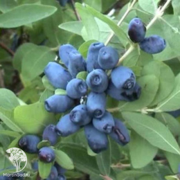 Жимолость съедобная Волхова