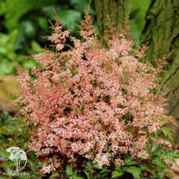 Астильба простолистная Иншриах Пинк