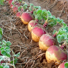 Брюква Новгородская