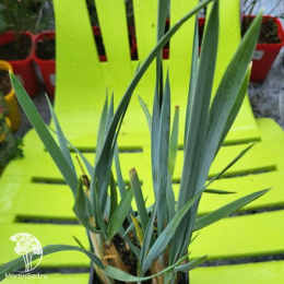 Колосняк песчаный