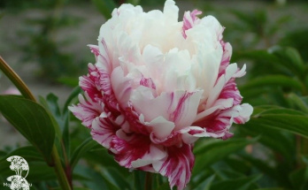 Новинки сезона 2026 года