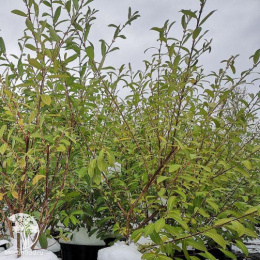 Ива тонкостолбиковая