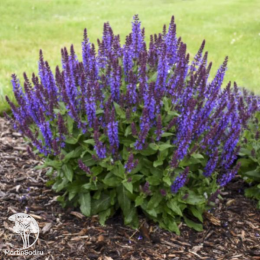 Набор для мяса розмарин лекарственный + шалфей Виола Клозе