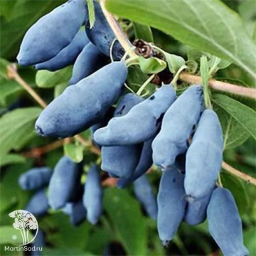 Фото Жимолость Владыка