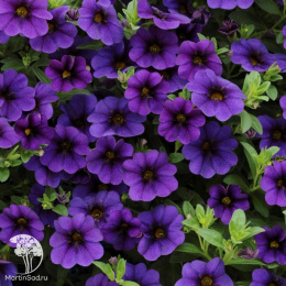 Калибрахоа Комбо F1 синяя