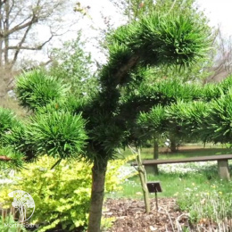 Лиственница европейская Крейчи на штамбе