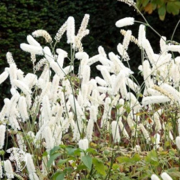 Клопогон (Цимицифуга) простой Вайт Перл