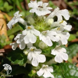 Ajuga reptans Alba Живучка ползучая Альба