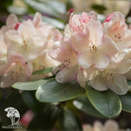Рододендрон Лачсголд