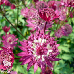 Астранция крупная Примадонна