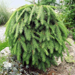 Ель обыкновенная Форманек на штамбе