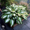 Хоста Распберри Сандей фото 3 