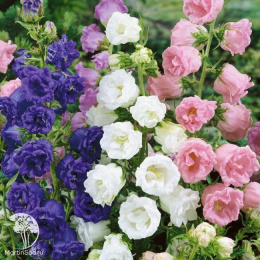 Колокольчик Ванильные облака, смесь окрасок