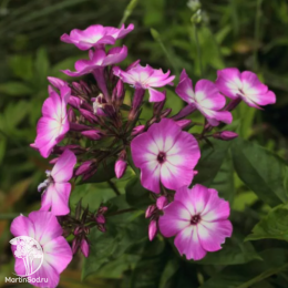 Флокс метельчатый Флейм Перпл Ай