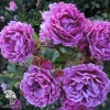 Роза флорибунда Минерва фото 2 