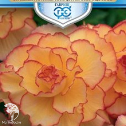 Бегония Огненный фонтан F1 клубн. серия Русский богатырь 