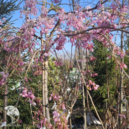 Слива плакучая Пендула Рубра на штамбе