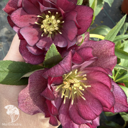 Морозник  Спринг Промис Элли