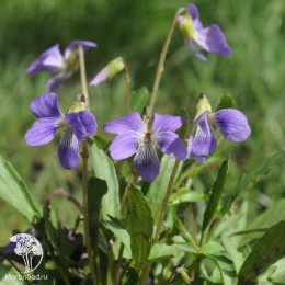 Фиалка пальчатая