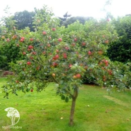 Яблоня обыкновенная Медуница