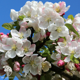 Яблоня Эверест на шпалере